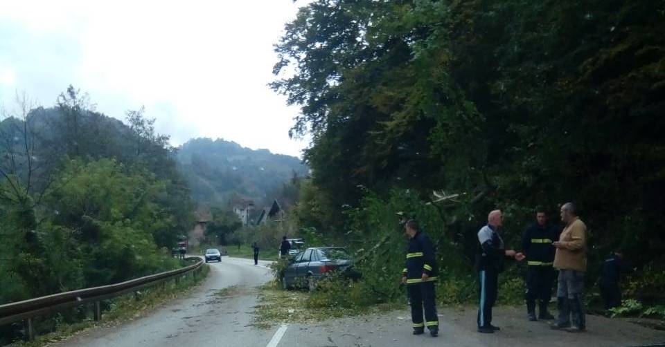 drvo na autu