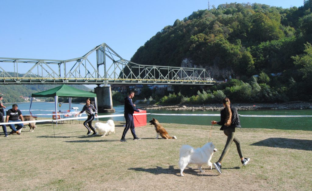 zvornik izlozba pasa 1