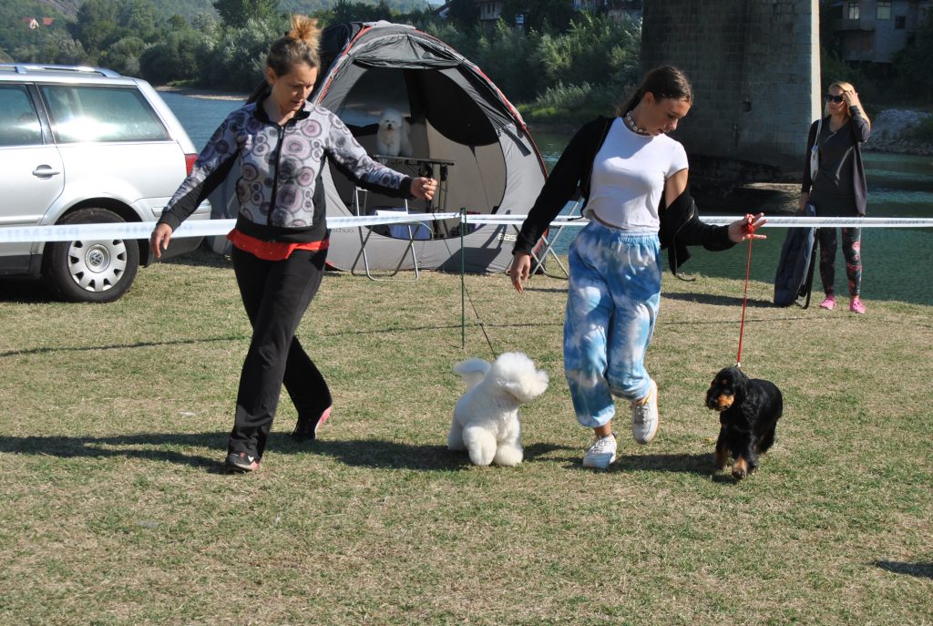 zvornik izlozba pasa 3