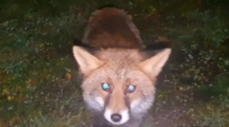 Screenshot 2023 02 18 at 14 27 17 Susreti sa zivotinjama Encounters with beasts Gorstak fox bear eagles @Animals Home