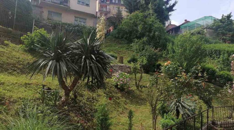 servisne palma cvjeta