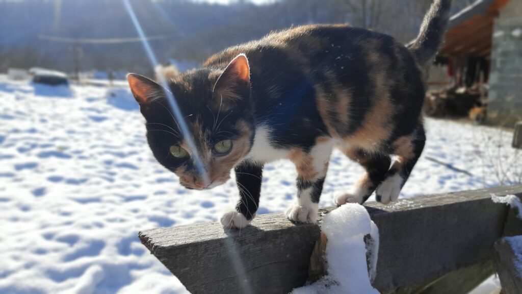 viber slika 2024 01 13 13 05 53 070