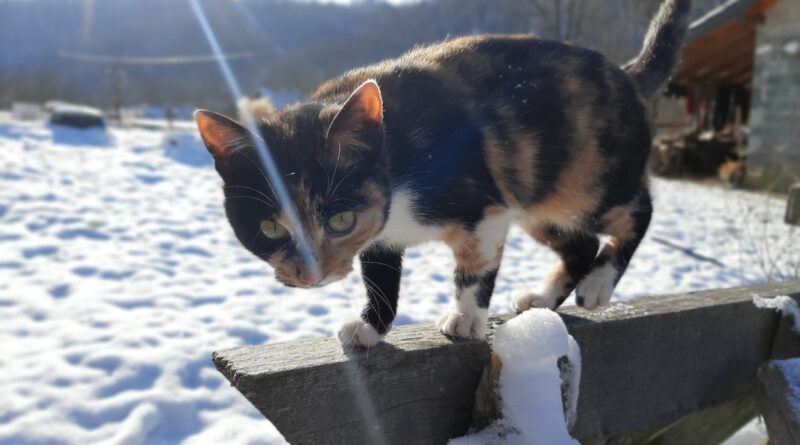 viber slika 2024 01 13 13 05 53 070