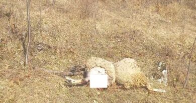 У селу Удбина код Шековића вукови заклали 20 оваца – уништено стадо Војина Жепинића