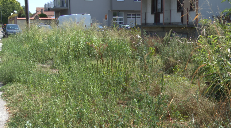 res 1724525739 kihanje umor i crvenilo kako se stititi od ambrozije