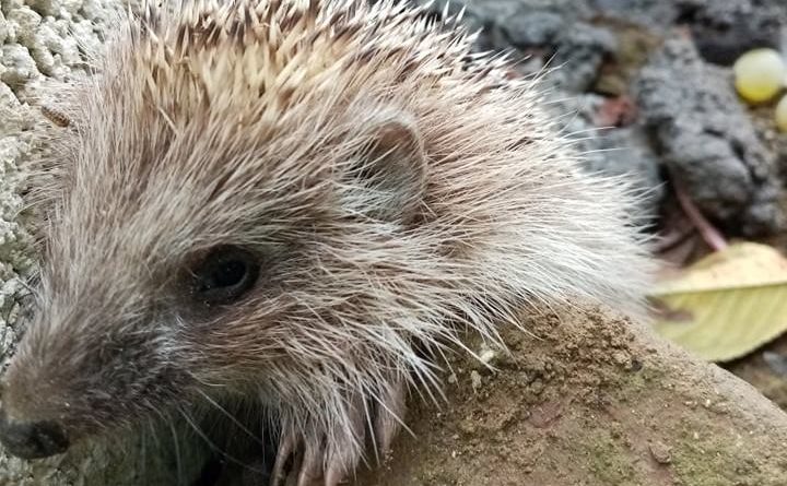 256725595 1068634890540141 4864669921838238171 n