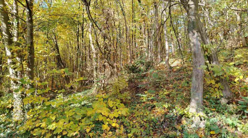 viber slika 2025 10 26 06 23 03 012