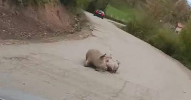 Вучинић: На путу Фоча – Шћепан Поље опрасила се крмача: „Стање редовно“