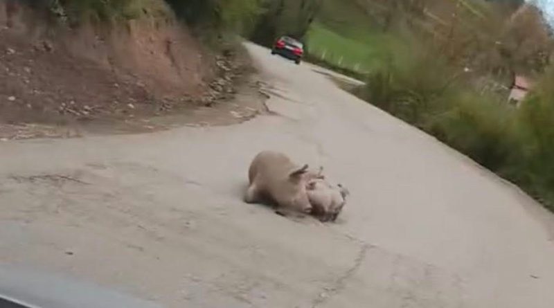 Вучинић: На путу Фоча – Шћепан Поље опрасила се крмача: „Стање редовно“