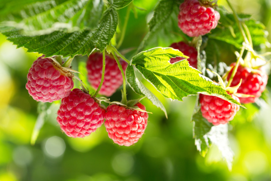 shutterstock 1063904021