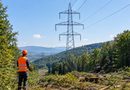 Обнова шумског просјека на подручју Зворника